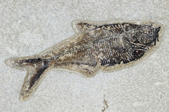 Fossil Fish (Diplomystus) - Green River Formation #115565